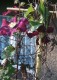 Ro�liny wska�nikowe gleb zasobnych i ubogich w wap�