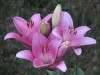Uprawa lilii w ogrodzie -  rozmna�anie i piel�gnacja