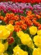 Tulipany - kwiaty, kt�re  kr�tko kwitn�, ale d�ugo mog� zdobi� ogr�d - jak tego dokona�?