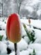 Piel�gnacja ogrodu w lutym