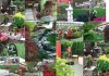 Podsumowanie 118 Wiosennej Wystawy Kwiat�w i Ogrod�w GardenExpo