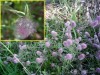 Ro�liny wska�nikowe gleb kwa�nych