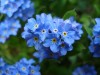 Ro�liny naszych ogrod�w