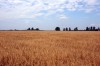 Co to jest p�odozmian