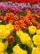 Tulipany - kwiaty, które  krótko kwitną, ale długo mogą zdobić ogród - jak tego dokonać?