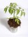 Hartowanie ro�lin