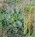 Ro�liny wska�nikowe gleb zasadowych