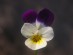 Ro�liny wska�nikowe gleb