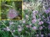 Ro�liny wska�nikowe gleb kwa�nych