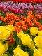 Tulipany - kwiaty, które  krótko kwitną, ale długo mogą zdobić ogród - jak tego dokonać?
