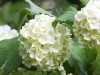 Kalina (Viburnum)