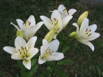 Lilie (Lilium)
