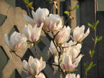 Magnolie – ozdoba małych i dużych ogrodów