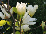 Magnolie – ozdoba małych i dużych ogrodów