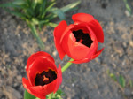 Tulipany - kwiaty, które  krótko kwitną, ale długo mogą zdobić ogród - jak tego dokonać?