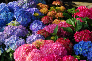 Hortensja (Hydrangea) – uniwersalny krzew do gruntu i doniczki