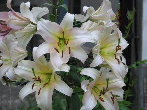 Lilie (Lilium) 