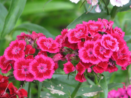 Goździk brodaty (Dianthus barbatus)