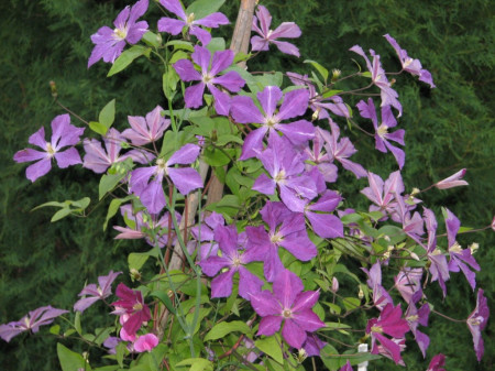 Powojnik (Clematis)