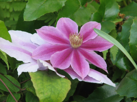 Powojnik (Clematis)