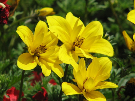 Uczep (Bidens)