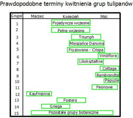 Tulipany - kwiaty, które  krótko kwitną, ale długo mogą zdobić ogród - jak tego dokonać?