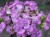 Goździk brodaty  (Dianthus barbatus) 