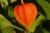 Miechunka – “lampiony” w jesiennych kompozycjach 