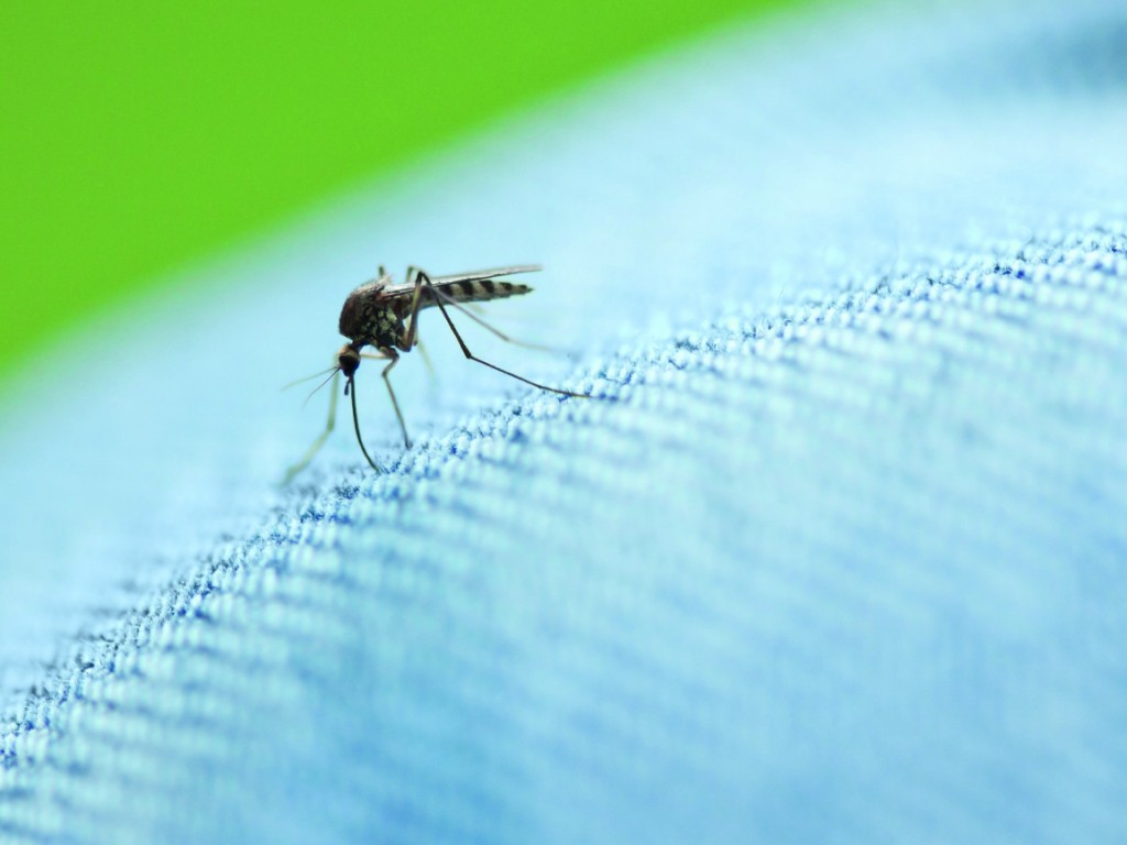 Комар прокусывает через одежду. Брюки bloom италия женские купить. Haglofs climatic tm брюки. Jack wolfskin outdoor брюки. Комары штанах.